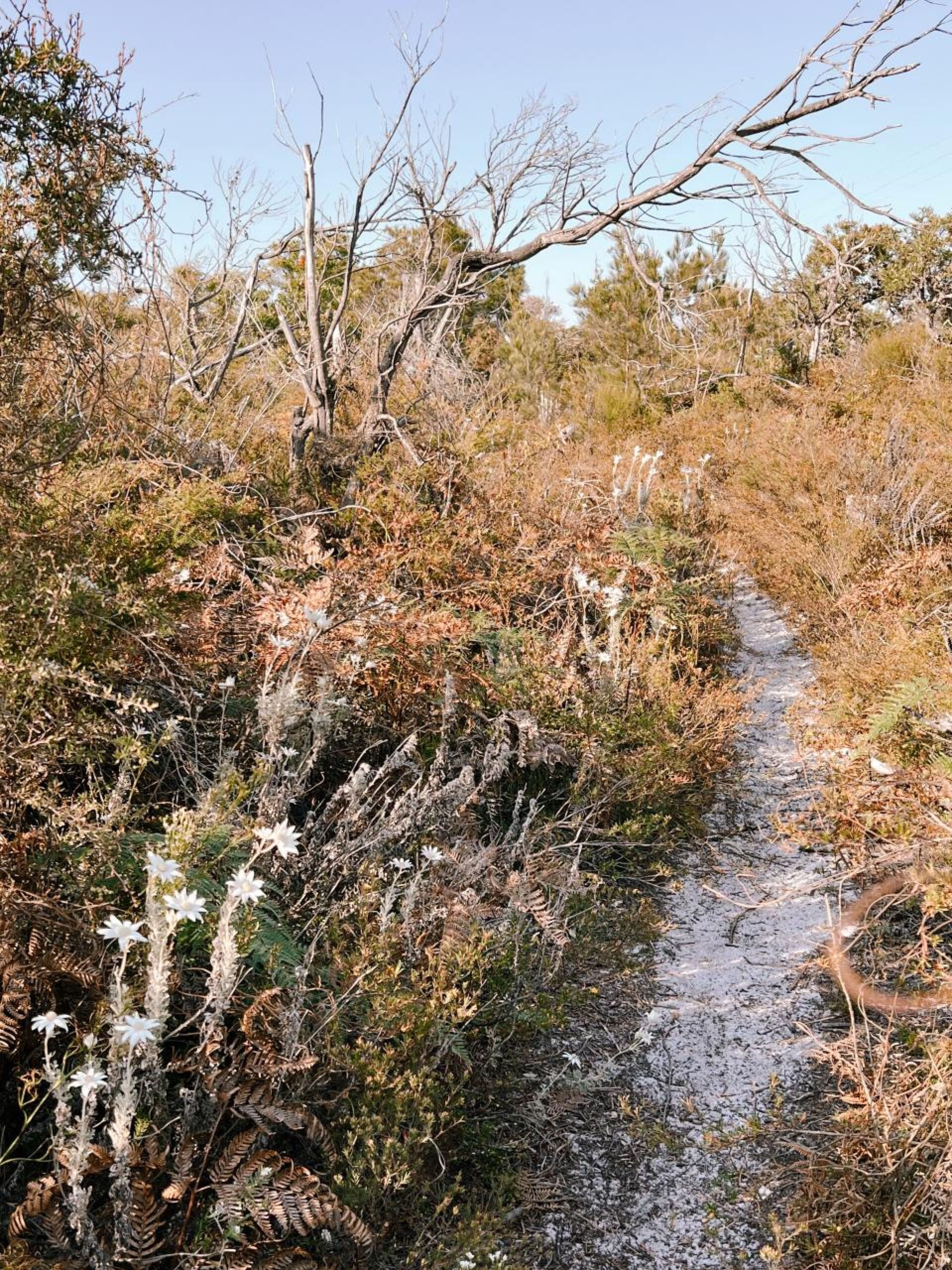 A narrow sandy track winding through coastal heath with flannel flowers along the edge