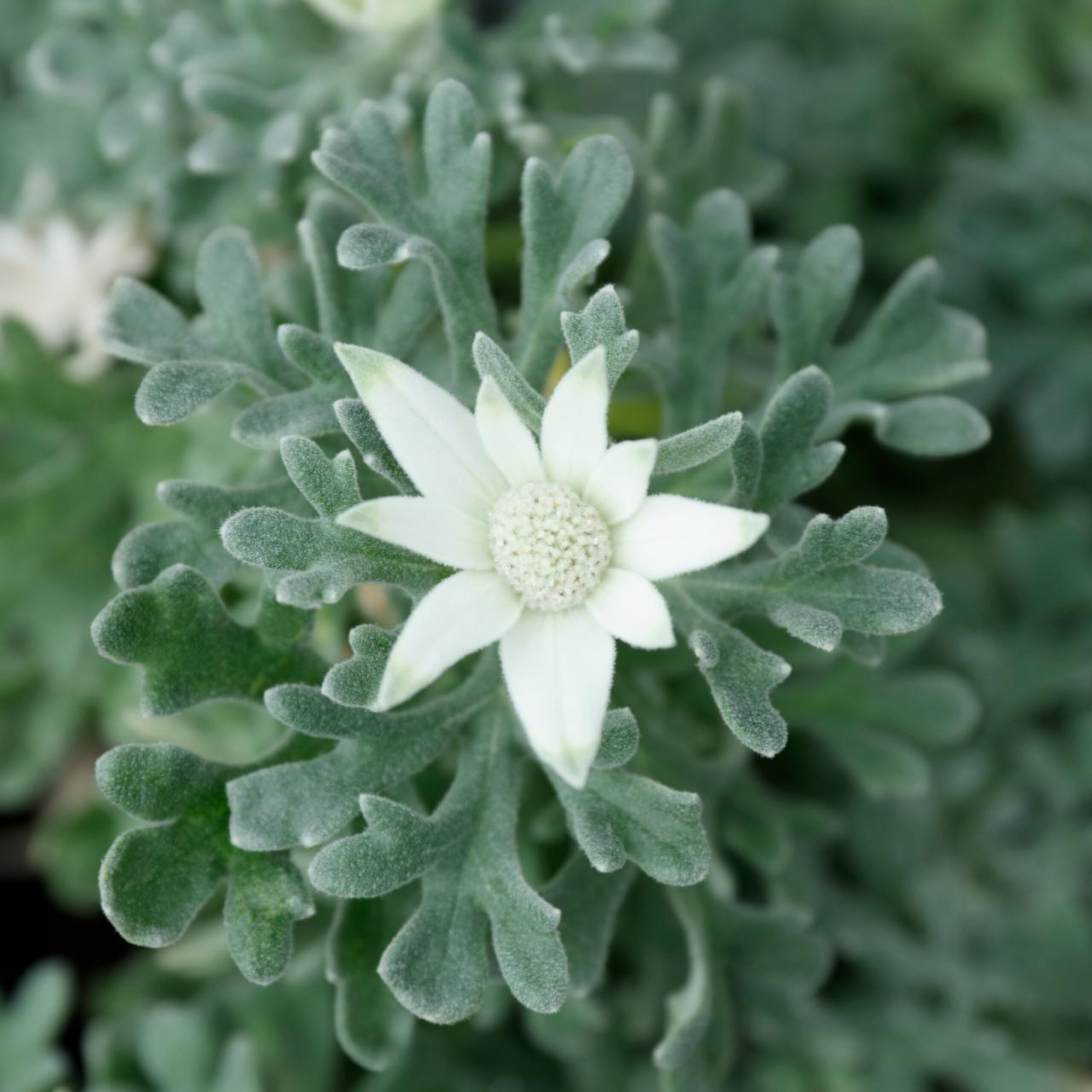 Close view of a single white flannel flower among silver green foliage