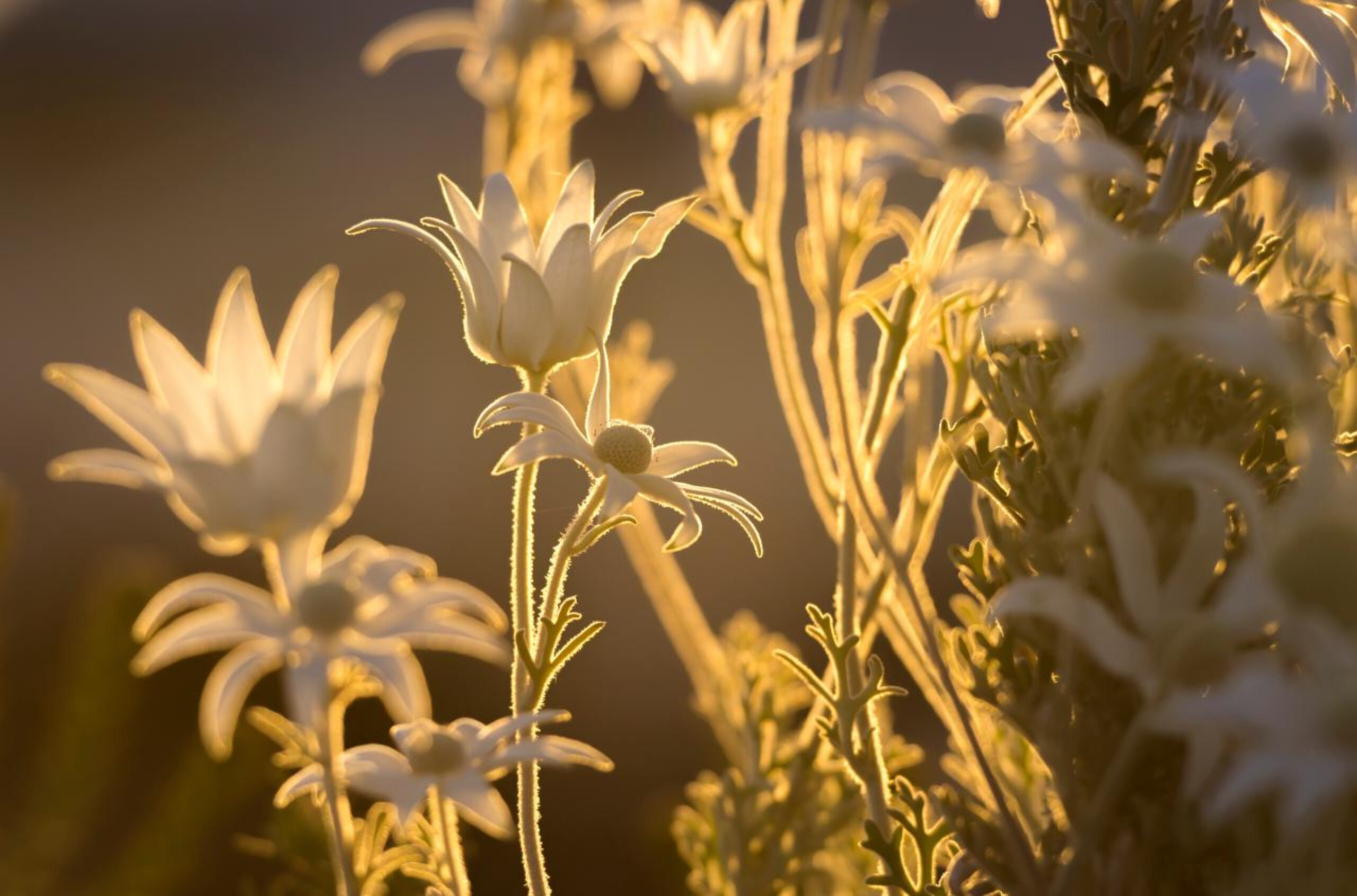 Flannel flowers backlit by low sunlight in Sydney bushland