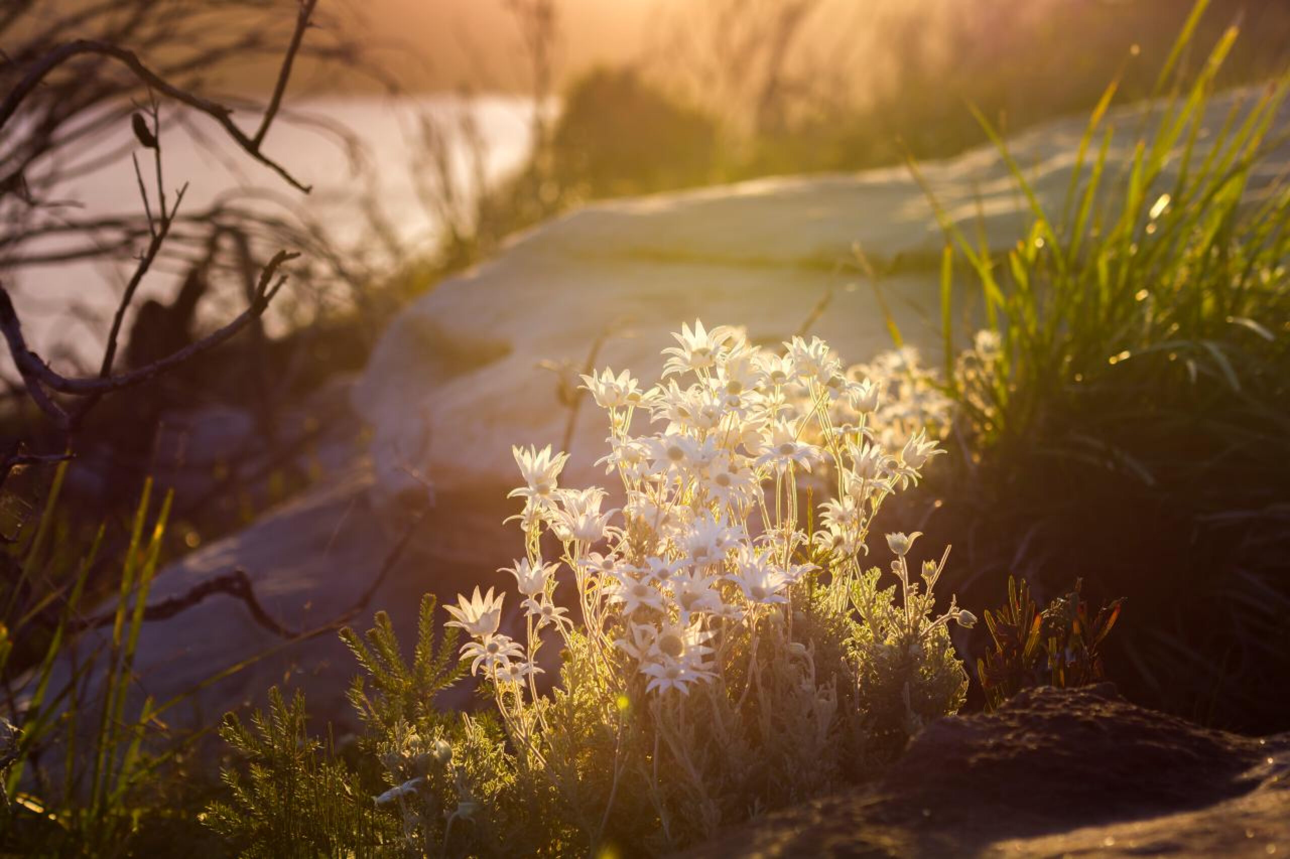 Flannel flowers catching late afternoon light on a sandstone ledge