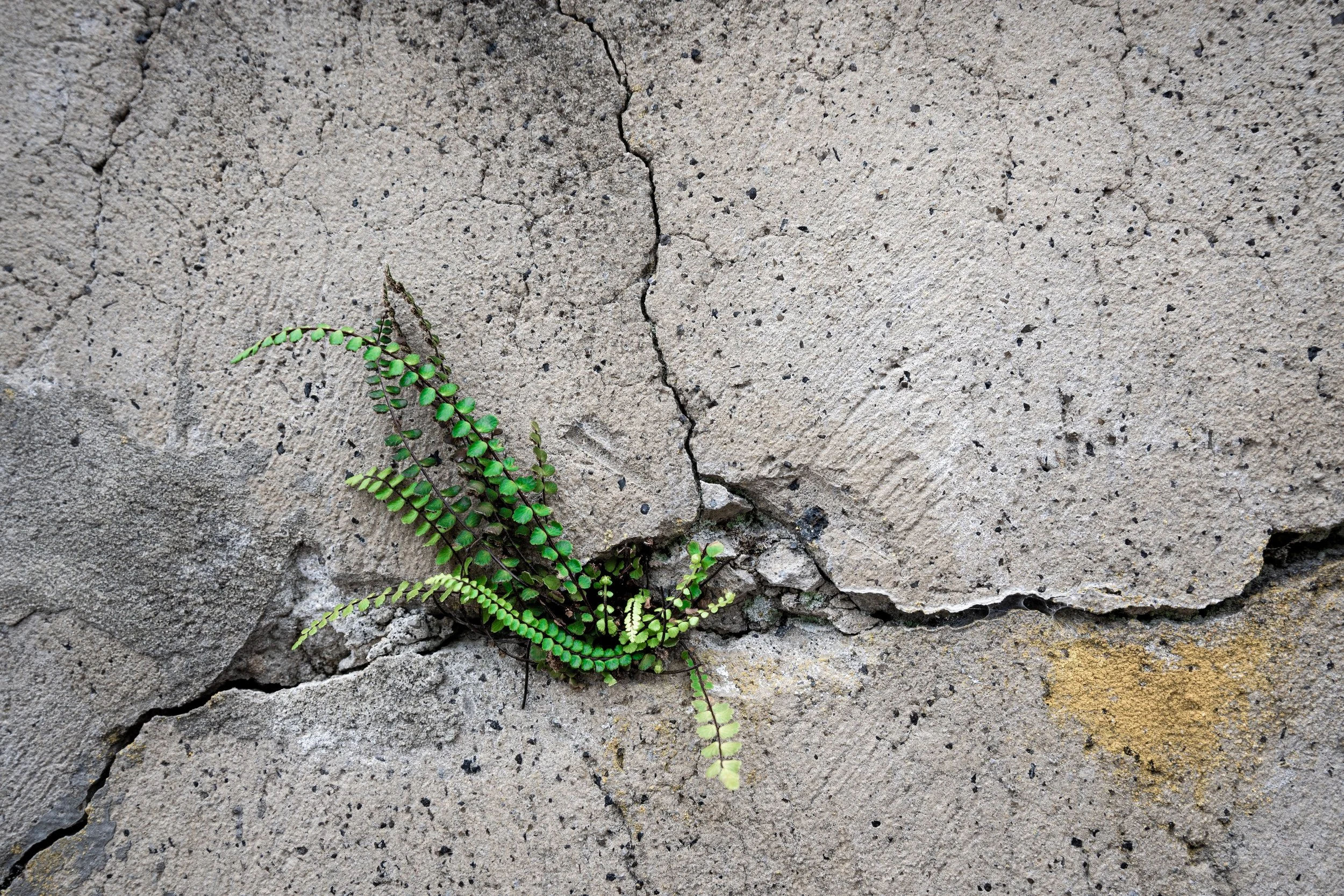A small green fern growing out of a crack in a concrete slab