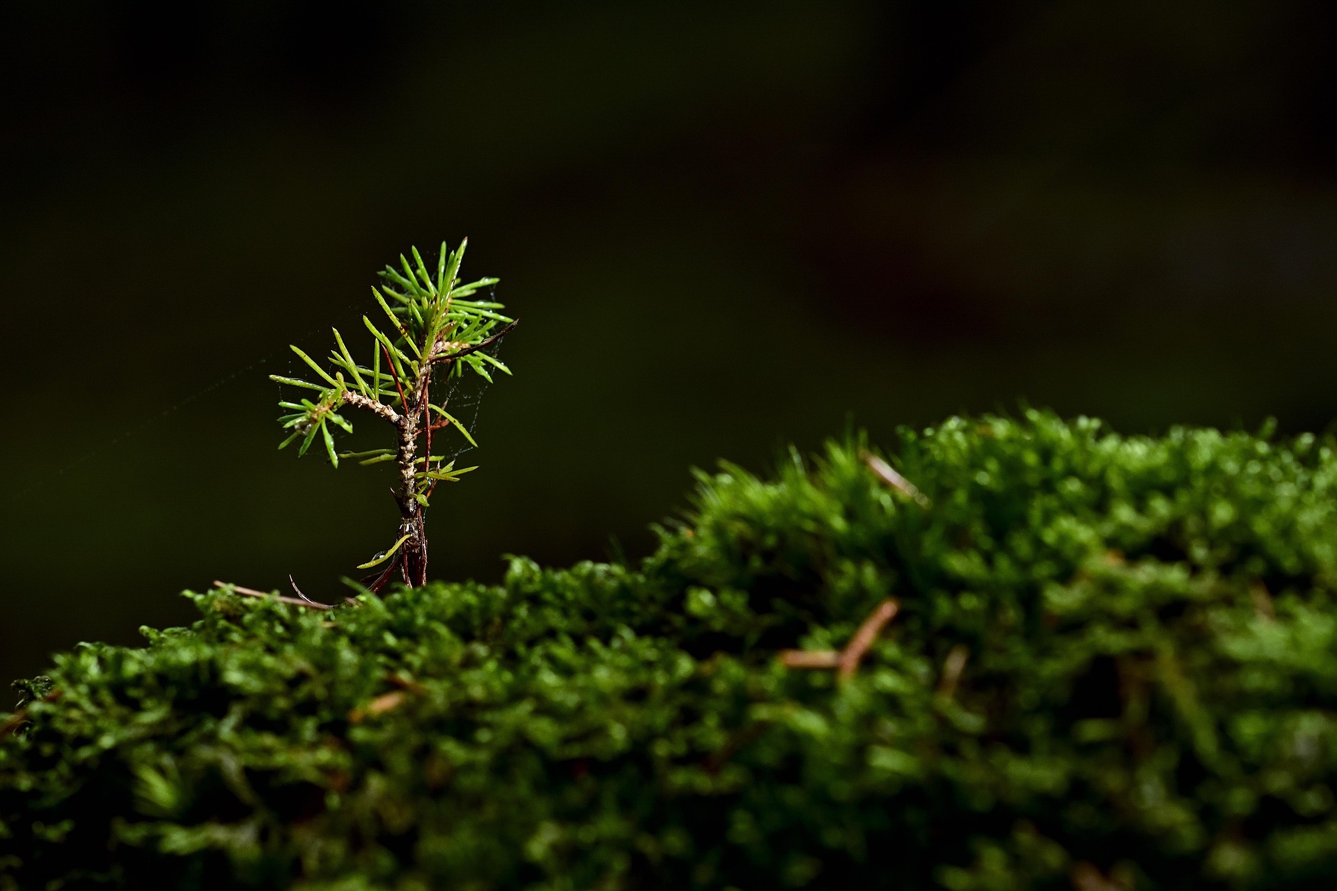 A tiny conifer seedling growing from a bed of bright green moss
