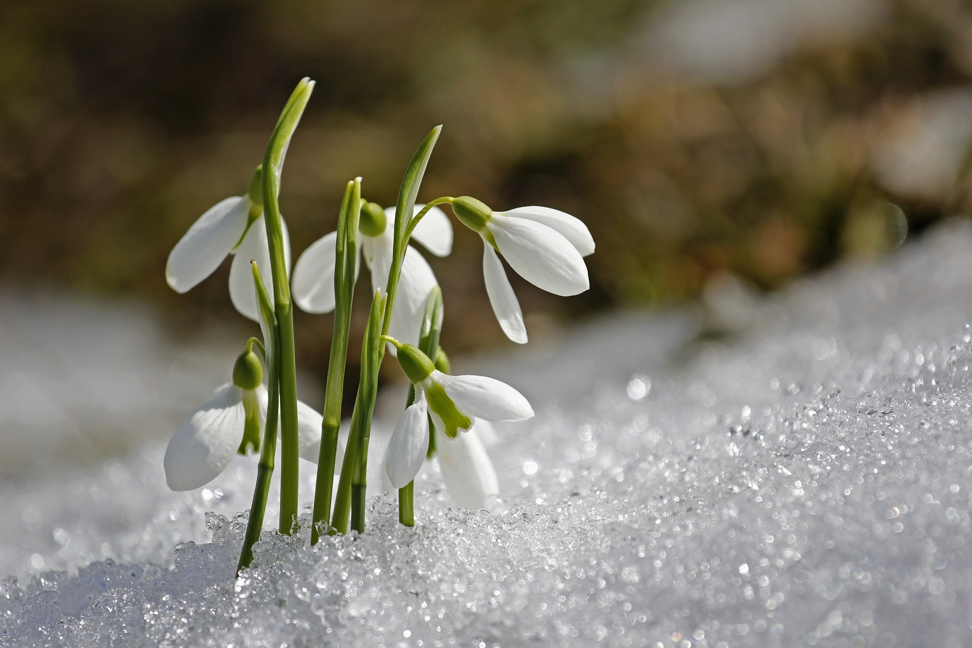 White snowdrop flowers pushing up through melting snow