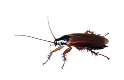 Certified pest control technician