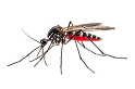 Commercial pest management in Sydney