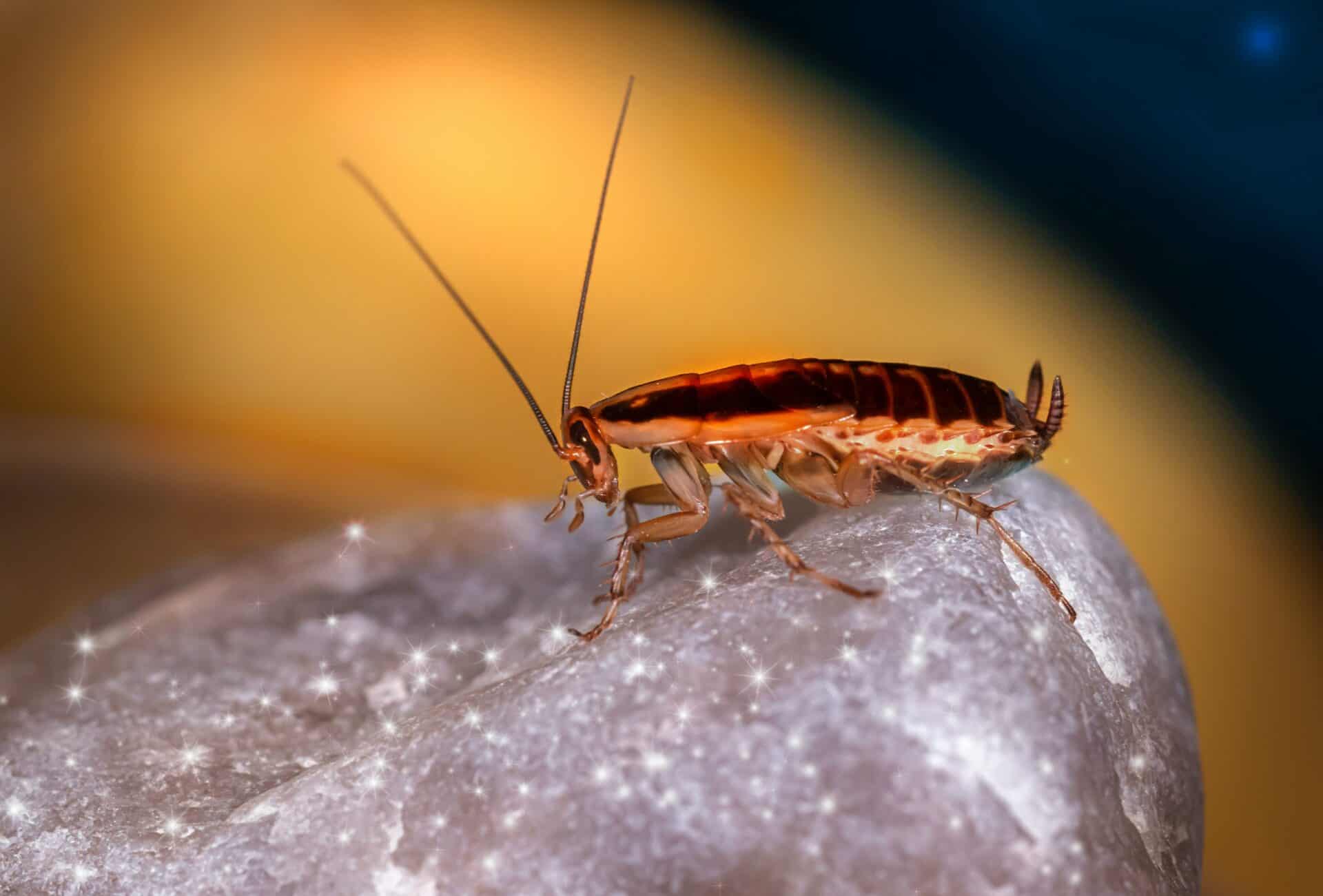 Cockroach control Brisbane