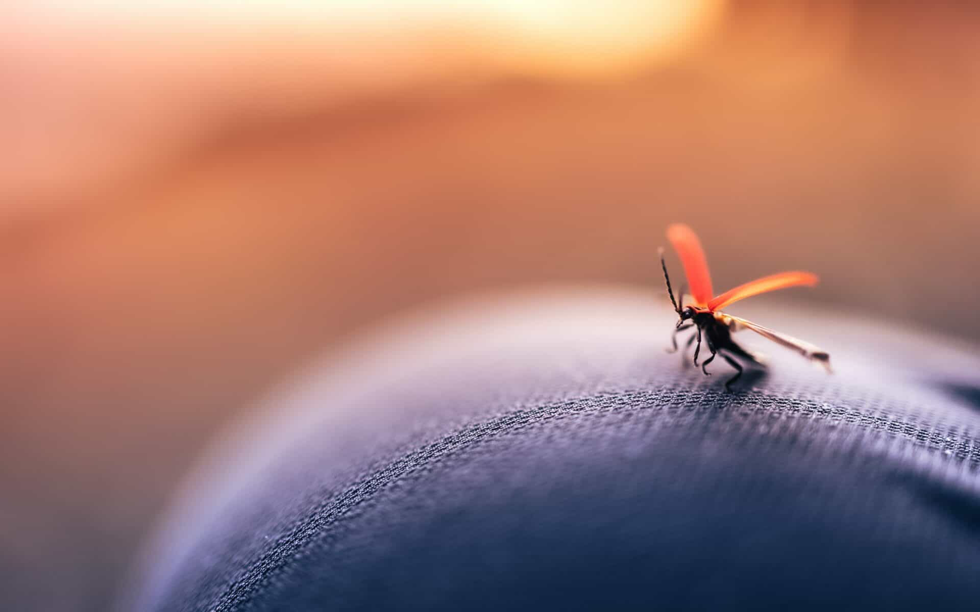 Mosquito management Brisbane