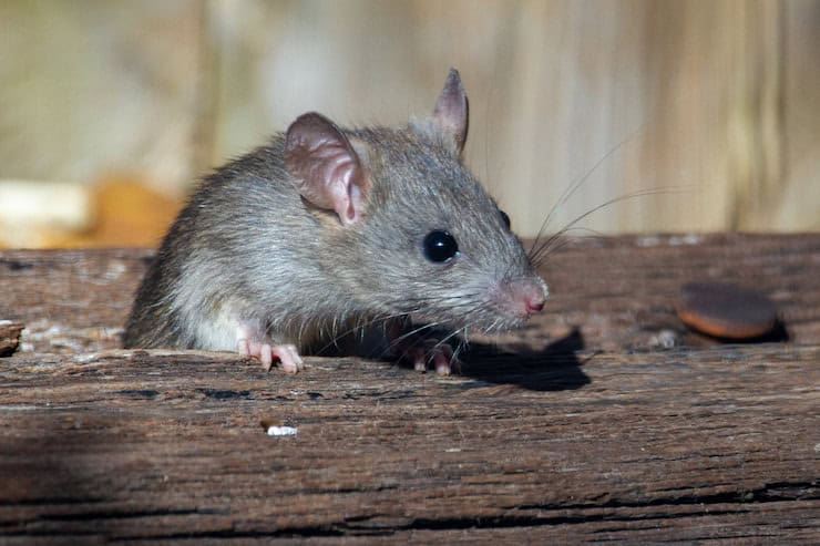 Rodent control Queensland